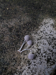 Coprinellus disseminatus