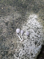 Coprinellus disseminatus
