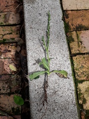 Pseudelephantopus spiralis