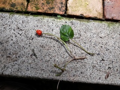 Geophila repens