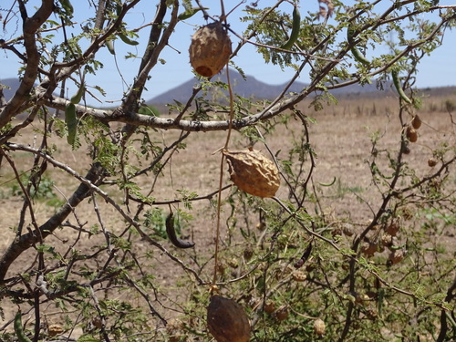 Luffa quinquefida (Luffa quinquefida)
