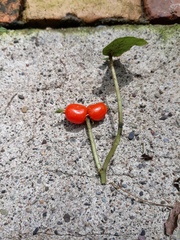 Geophila repens