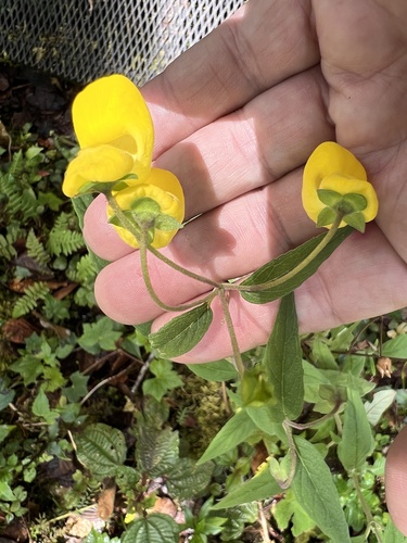 Calceolaria irazuensis (Calceolaria irazuensis)