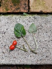 Geophila repens