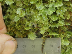 Catharomnion ciliatum