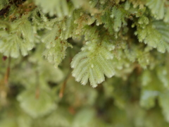 Catharomnion ciliatum