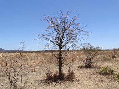 Image of Fouquieria macdougalii by (c) Alexis López Hernández, some rights reserved (CC BY)