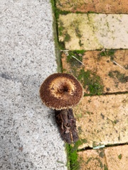 Lentinus