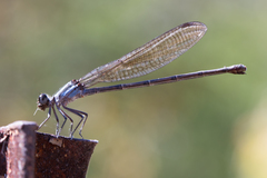Argia tezpi
