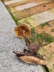 Lentinus
