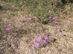 Ipomoea ternifolia leptotoma