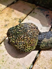 Fungi