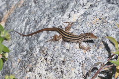 Aspidoscelis maximus