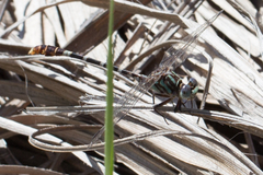 Erpetogomphus lampropeltis