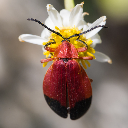 Lycus Insect Idea Lycus lecontei · iNaturalist