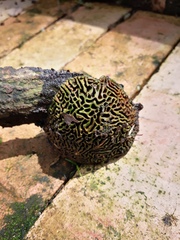 Fungi