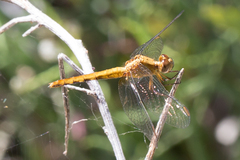 Erythrodiplax basifusca