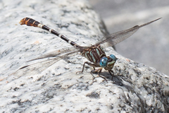 Erpetogomphus lampropeltis