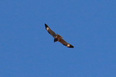 Hamirostra melanosternon