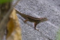 Sceloporus licki