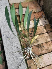 Anthurium gracile