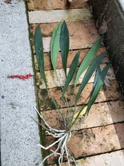 Anthurium gracile
