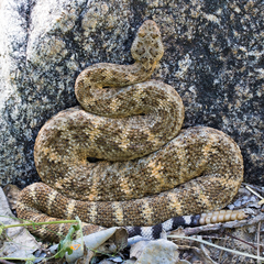 Crotalus mitchellii
