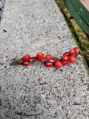 Anthurium gracile
