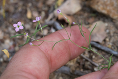 Stenotis asperuloides