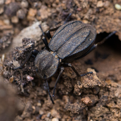 Heterasida connivens