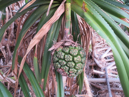Tahitian screwpine (Pandanus tectorius)