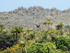 Botaurus poiciloptilus