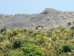 Botaurus poiciloptilus