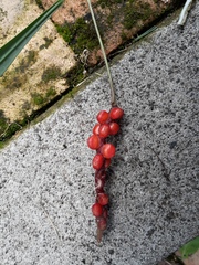Anthurium gracile