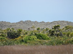 Botaurus poiciloptilus