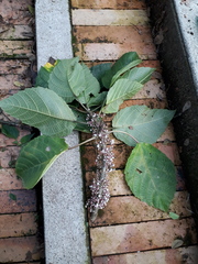 Urera baccifera
