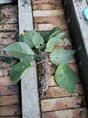 Urera baccifera