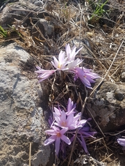 Colchicum hierosolymitanum