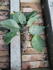 Urera baccifera