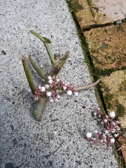 Urera baccifera