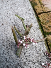 Urera baccifera