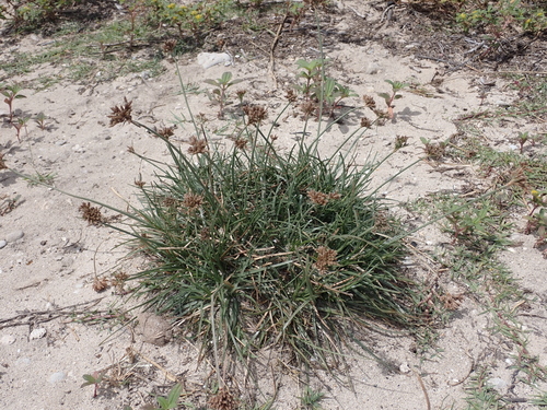 Fimbristylis cymosa observed 2023-05-01