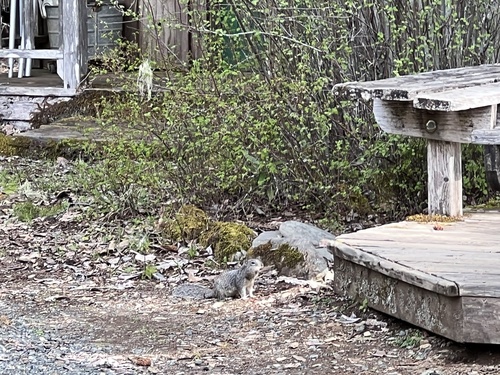 iNaturalist observation photo of Douglas's Ground Squirrel