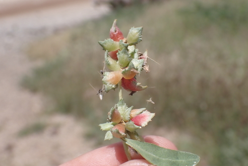 Atriplex semibaccata observed 2023-05-01