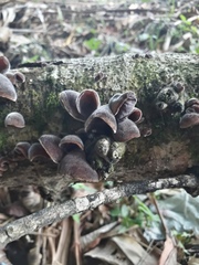 Fungi