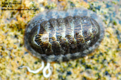 Chitonoidea