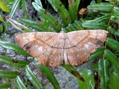 Chorodna ochreimacula