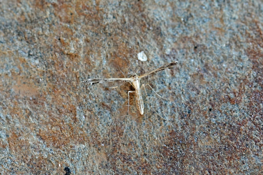 Stangeia siceliota