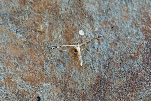 Stangeia siceliota
