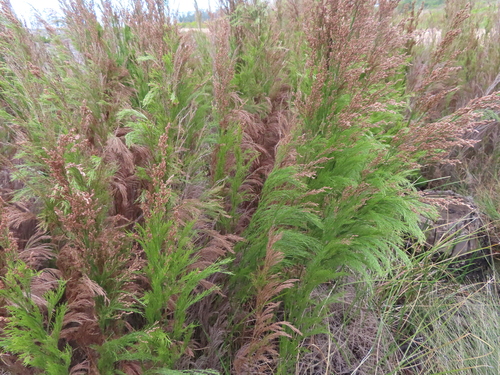 Image of Restio paniculatus by (c) linkie, some rights reserved (CC BY)